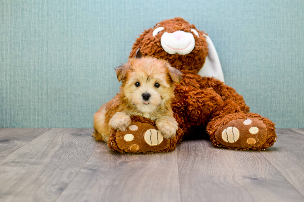 Little Yorkie Designer Puppy