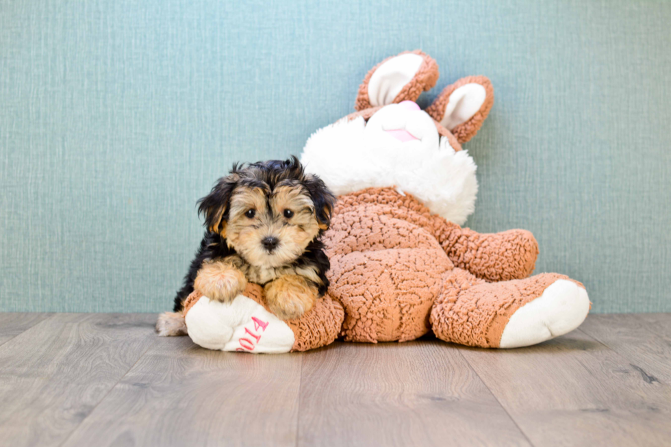 Morkie Pup Being Cute