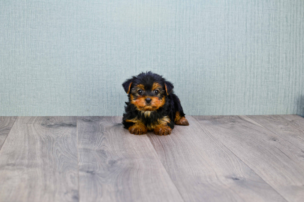 Meet Twinkle - our Yorkshire Terrier Puppy Photo 