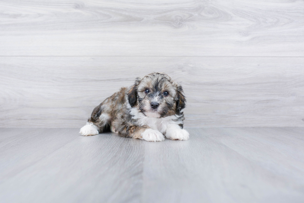 Fluffy Mini Aussiedoodle Poodle Mix Pup