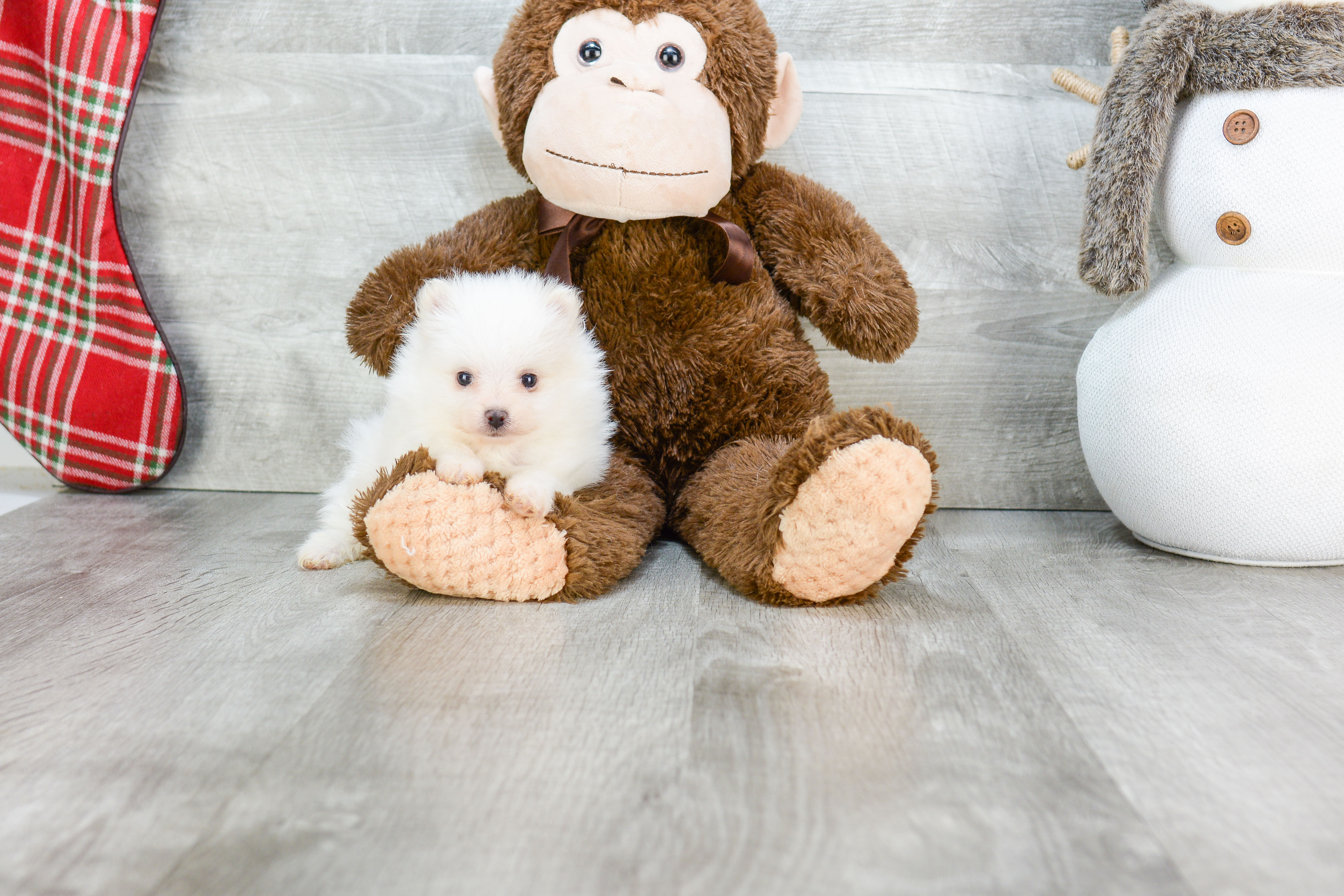 Happy Pomeranian Purebred Puppy