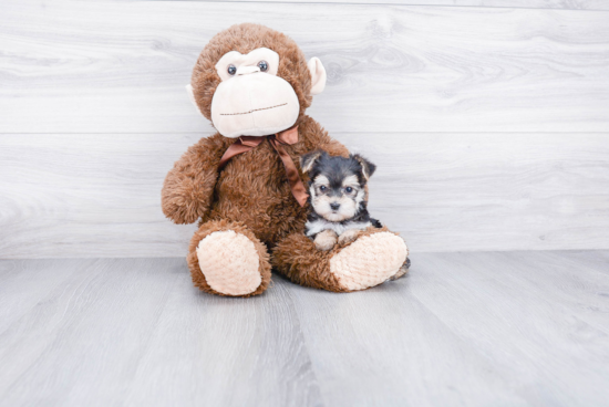 Best Morkie Baby