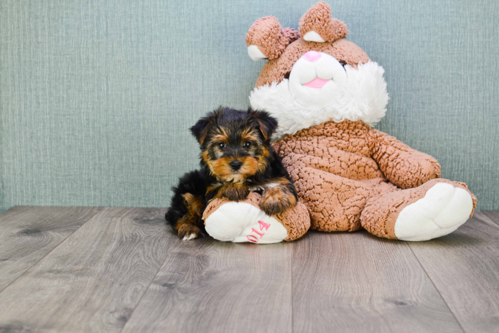 Meet Jeremy - our Yorkshire Terrier Puppy Photo 