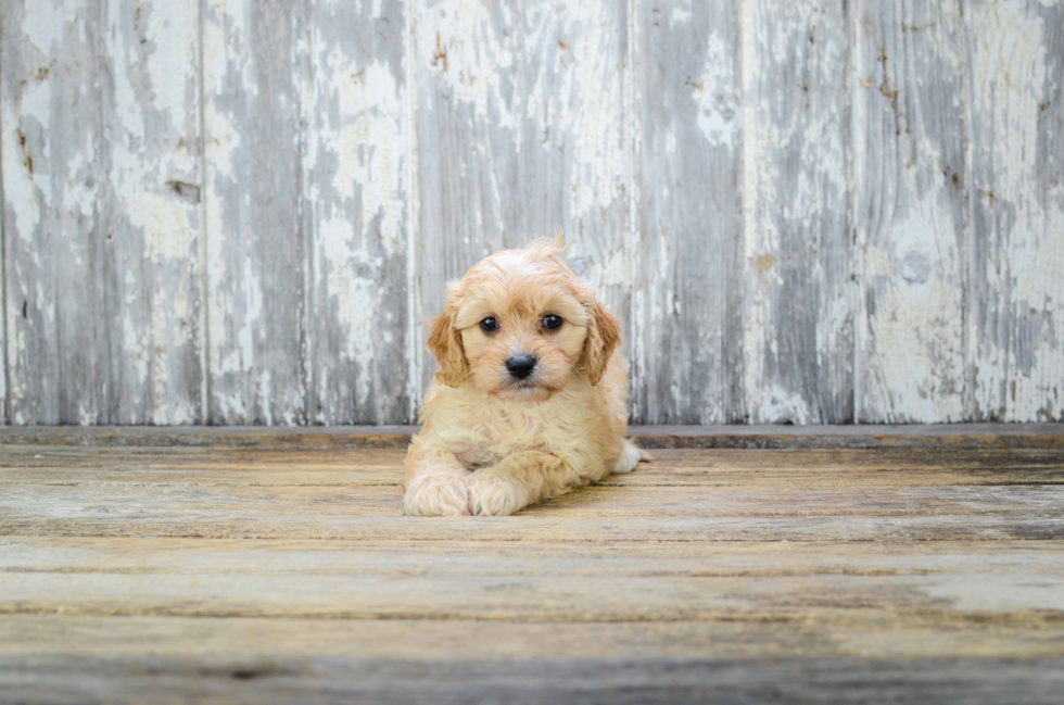 Cavapoo Puppy for Adoption