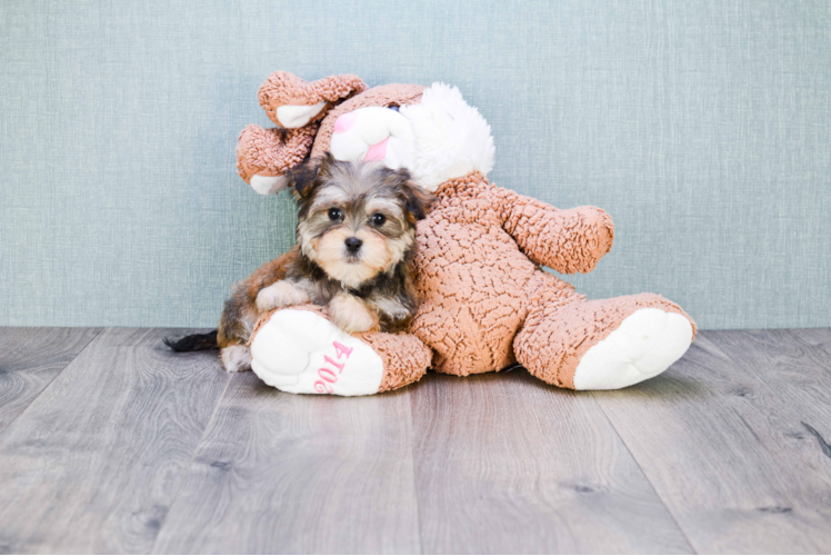 Morkie Puppy for Adoption