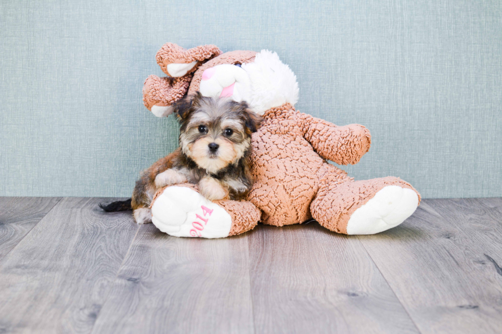 Morkie Puppy for Adoption