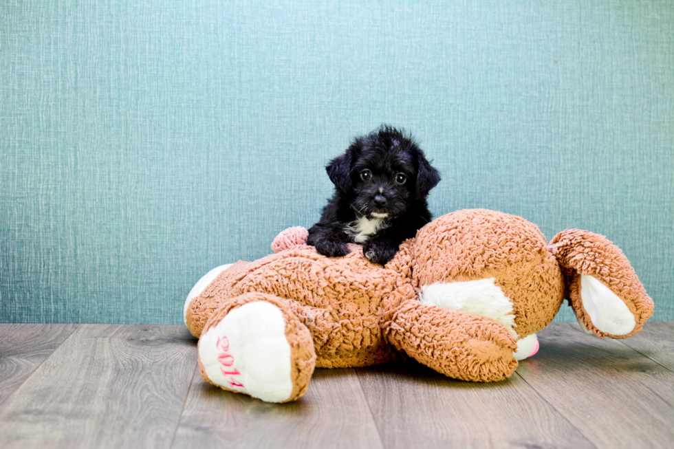 Energetic Yorkie Doodle Poodle Mix Puppy