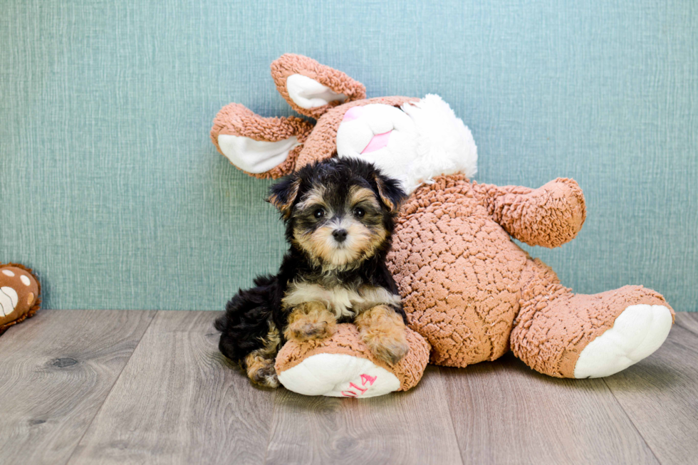 Friendly Morkie Baby