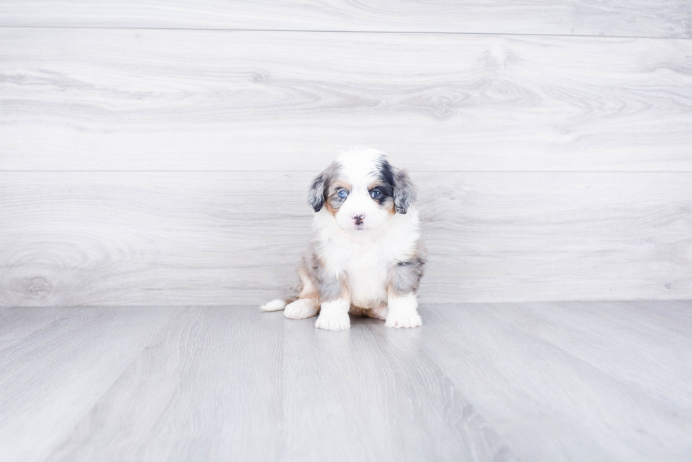 Mini Bernedoodle Puppy for Adoption