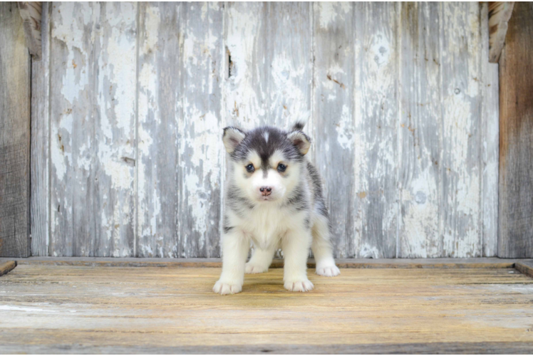 Pomsky Pup Being Cute