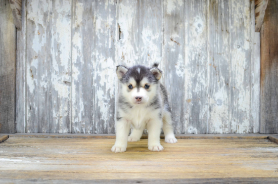 Pomsky Pup Being Cute