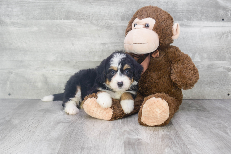 Adorable Mini Berniedoodle Poodle Mix Puppy