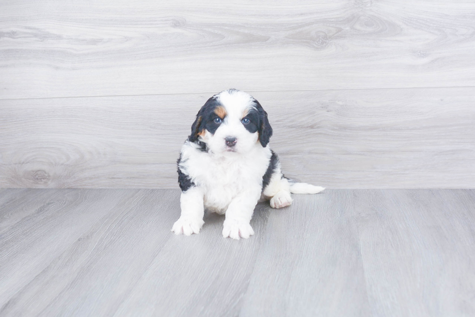 Best Mini Bernedoodle Baby