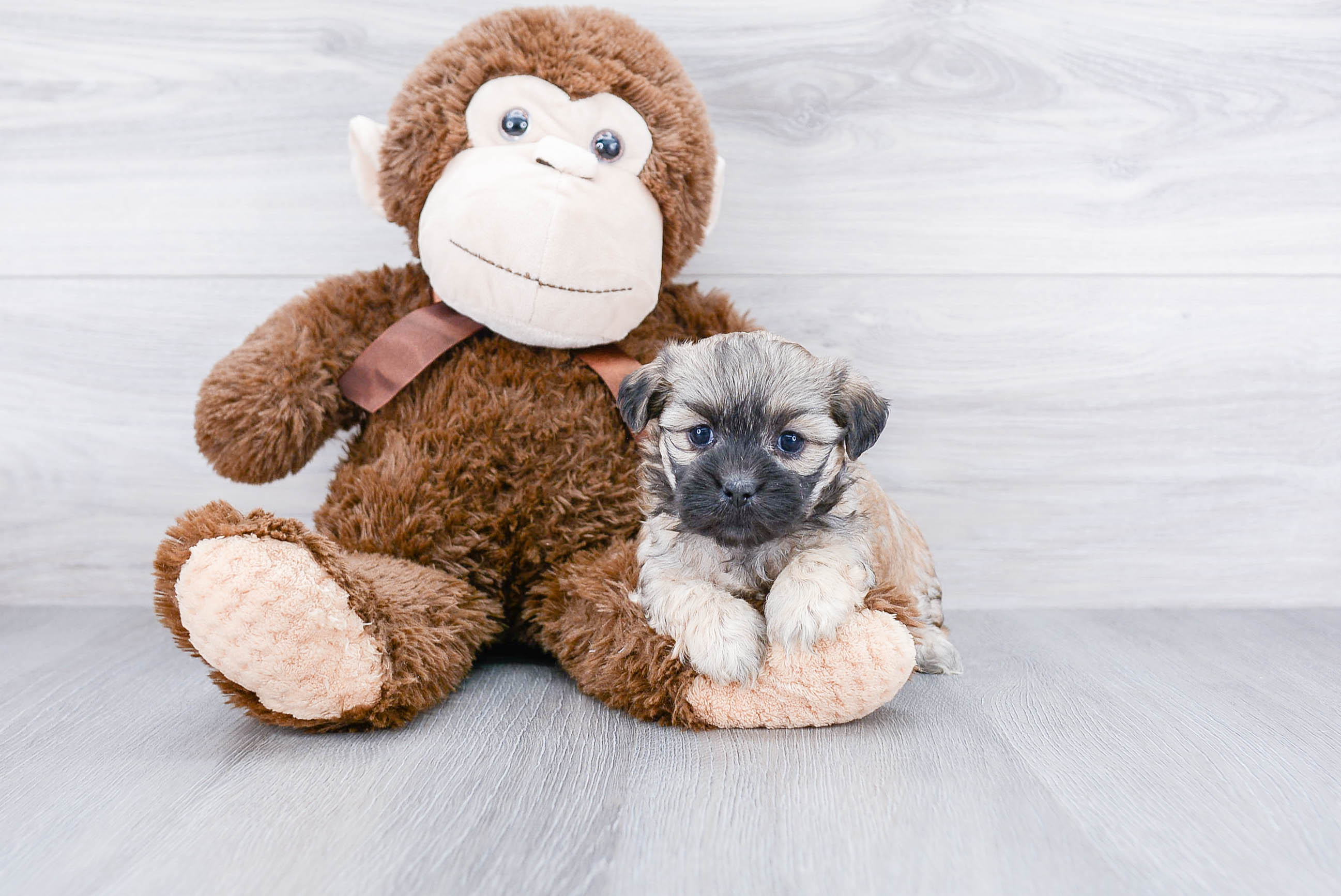 Petite Teddy Bear Designer Pup