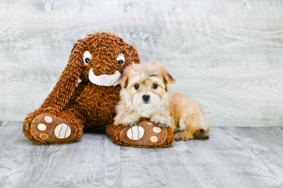 Best Morkie Baby