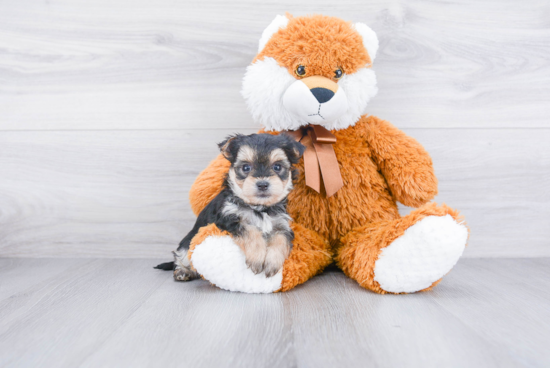 Morkie Pup Being Cute