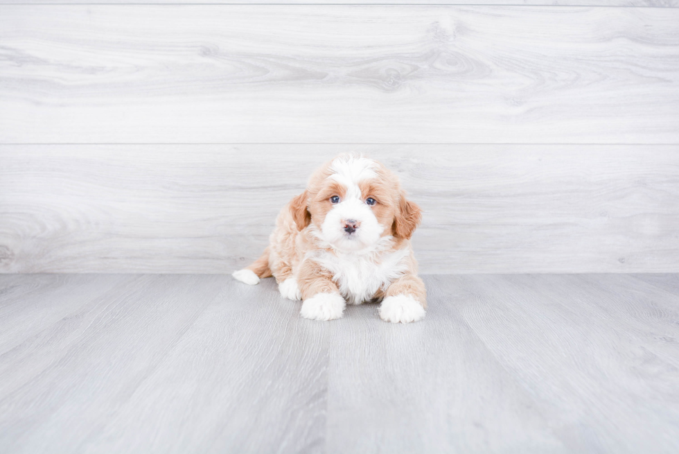 Mini Bernedoodle Puppy for Adoption