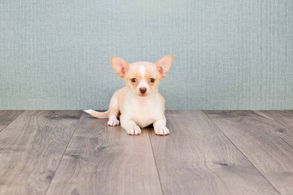 Cute Chihuahua Mix Pup
