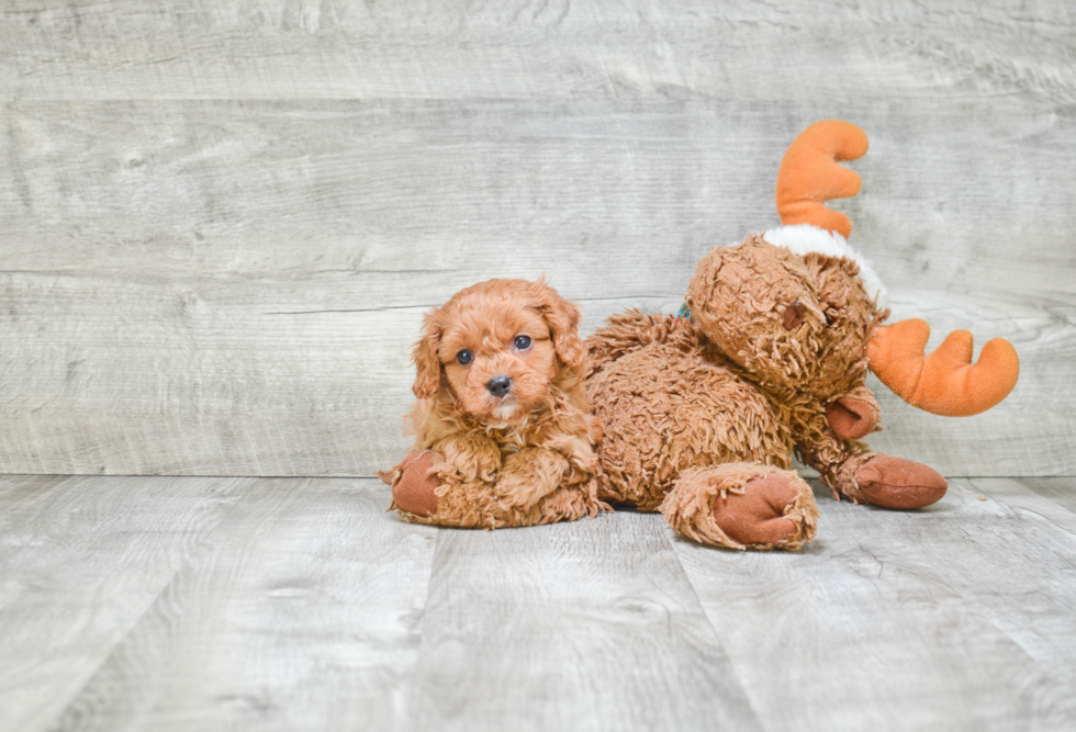 Cavapoo Pup Being Cute