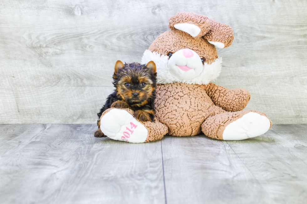 Meet Goldie - our Yorkshire Terrier Puppy Photo 