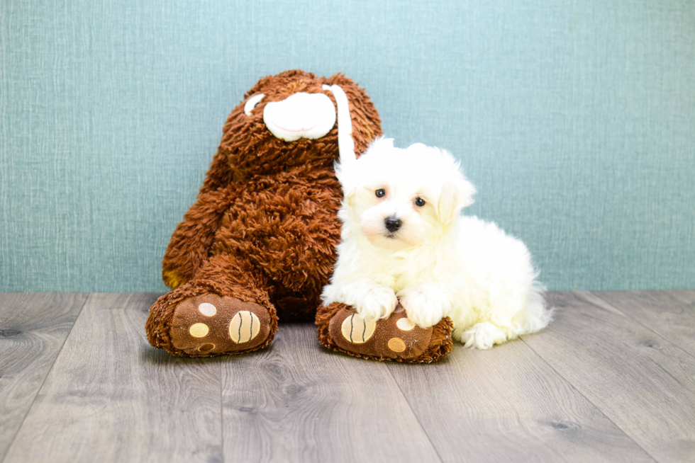 Best Maltipoo Baby