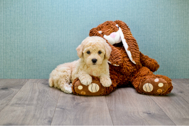 Fluffy Cavapoo Poodle Mix Pup