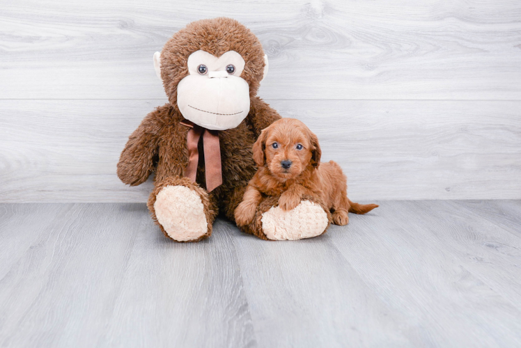Energetic Golden Retriever Poodle Mix Puppy