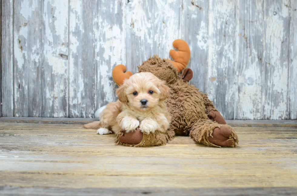 Sweet Maltipoo Baby