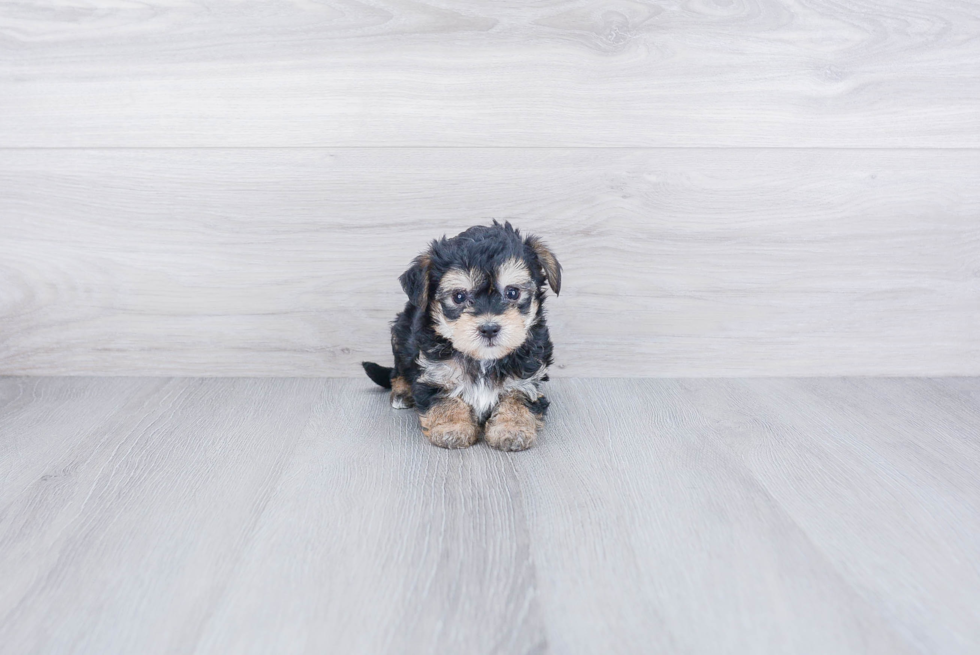 Funny Morkie Designer Pup