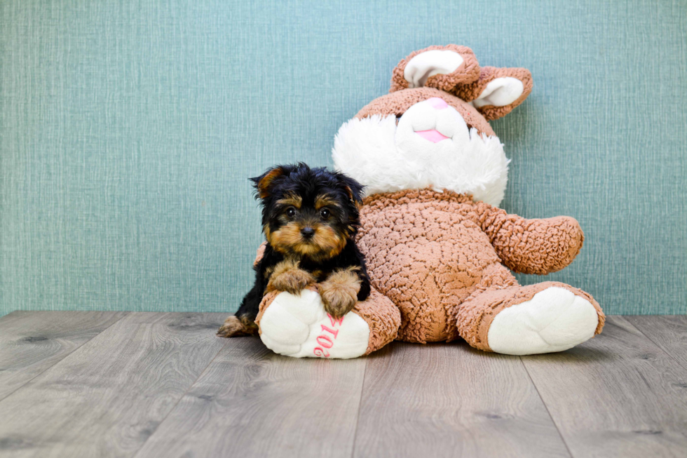 Meet Capone - our Yorkshire Terrier Puppy Photo 
