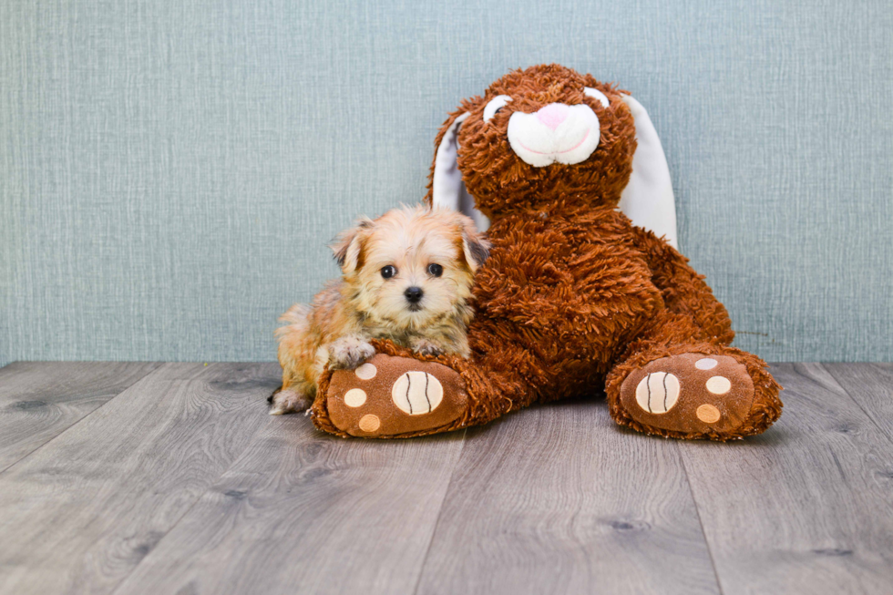 Energetic Yorkie Designer Puppy