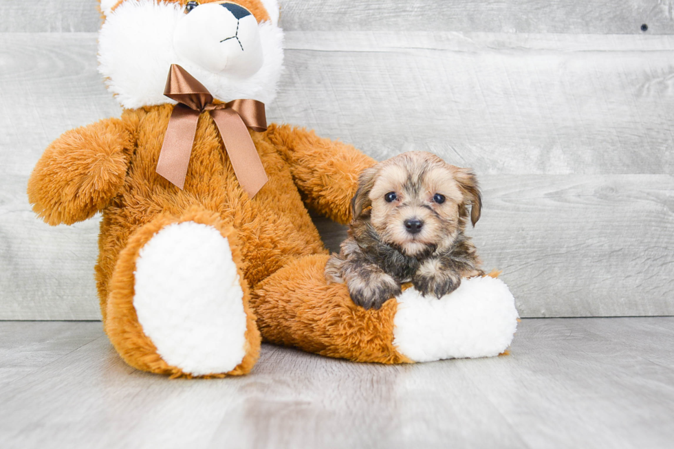 Best Morkie Baby