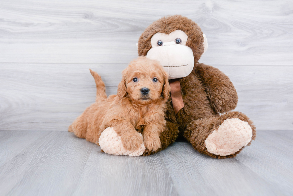 Adorable Golden Retriever Poodle Mix Puppy