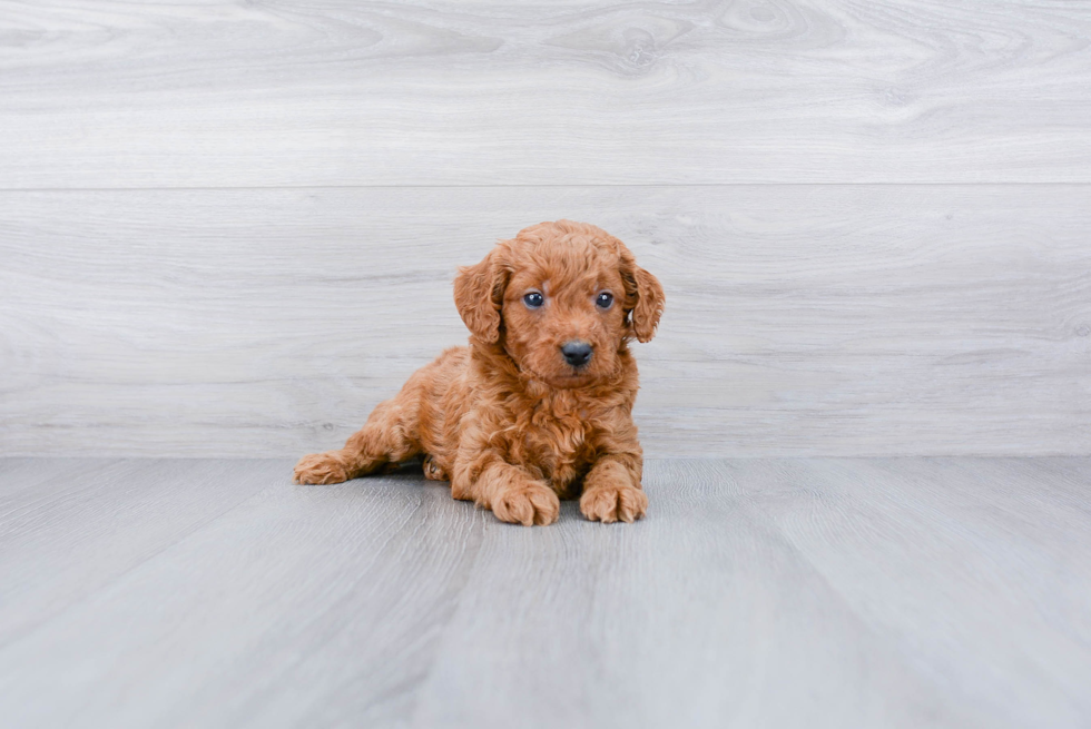 Mini Goldendoodle Puppy for Adoption