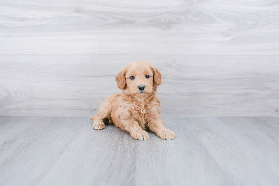 Mini Goldendoodle Puppy for Adoption