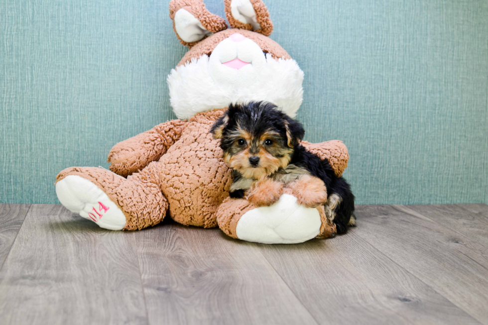 Best Yorkie Poo Baby