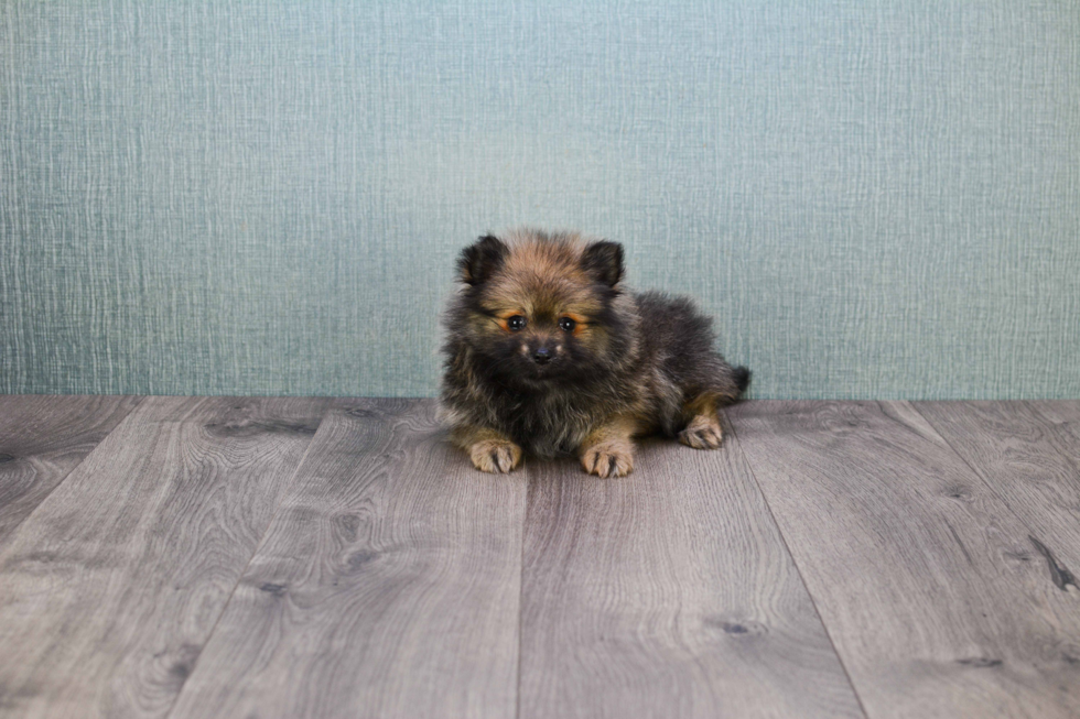 Pomeranian Pup Being Cute