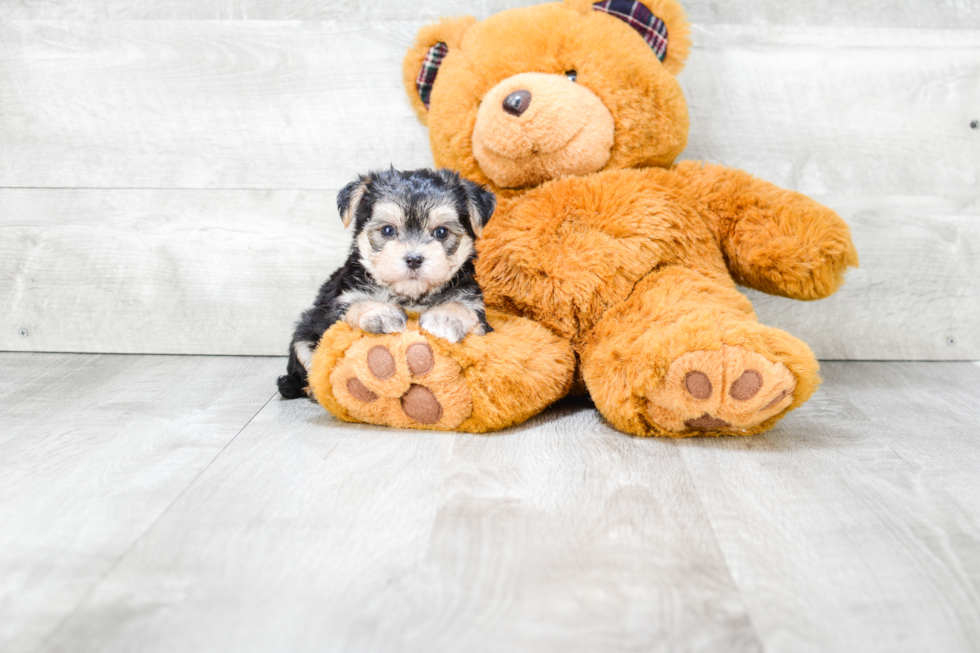 Morkie Pup Being Cute