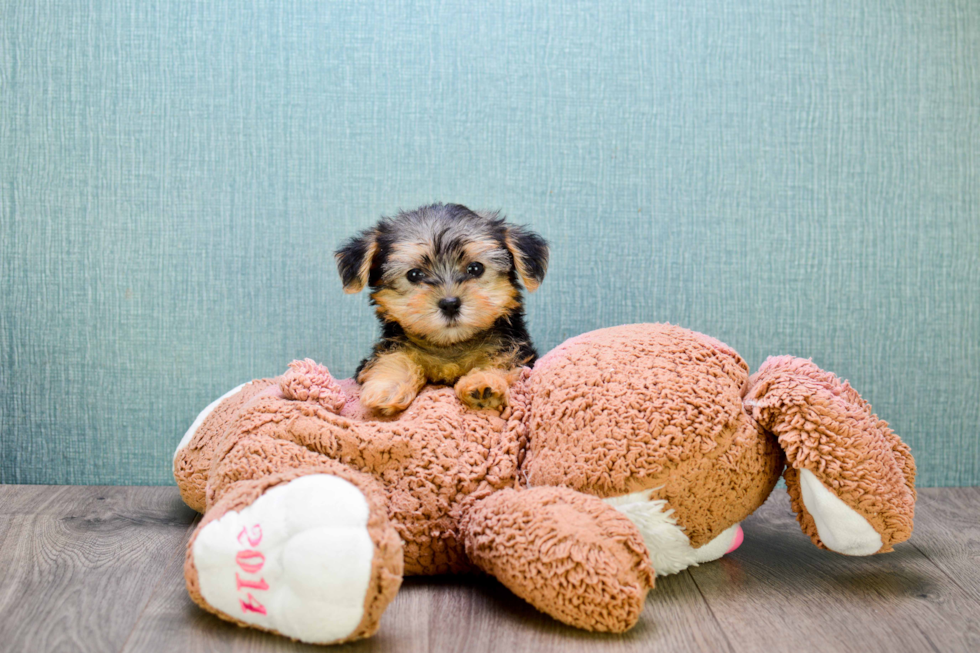 Petite Morkie Designer Pup