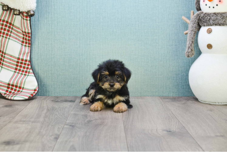 Morkie Puppy for Adoption