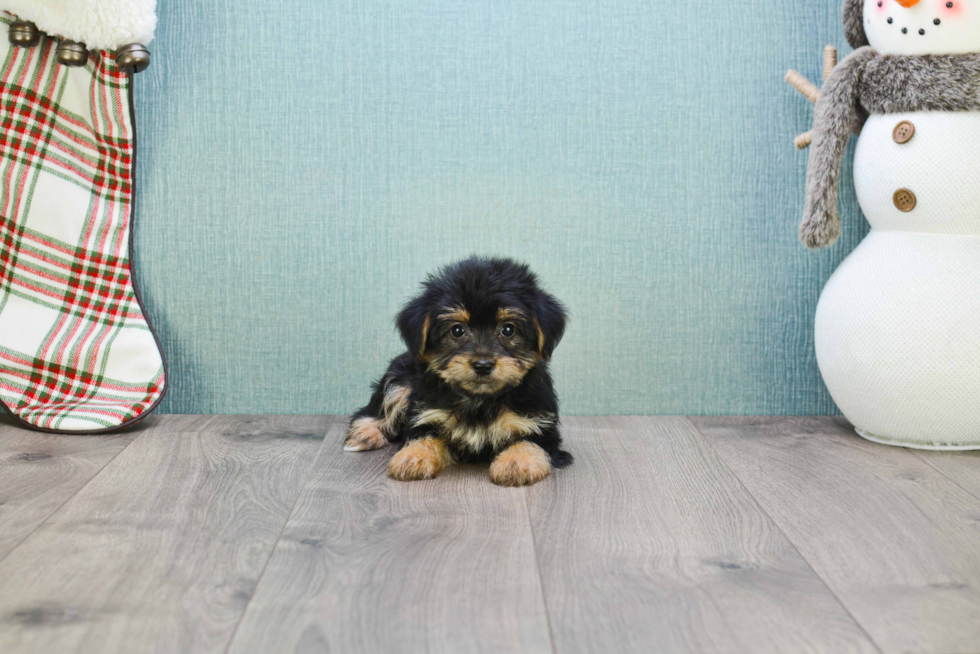 Morkie Puppy for Adoption