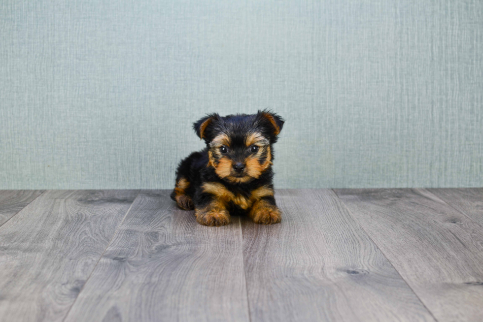 Meet Rascal - our Yorkshire Terrier Puppy Photo 