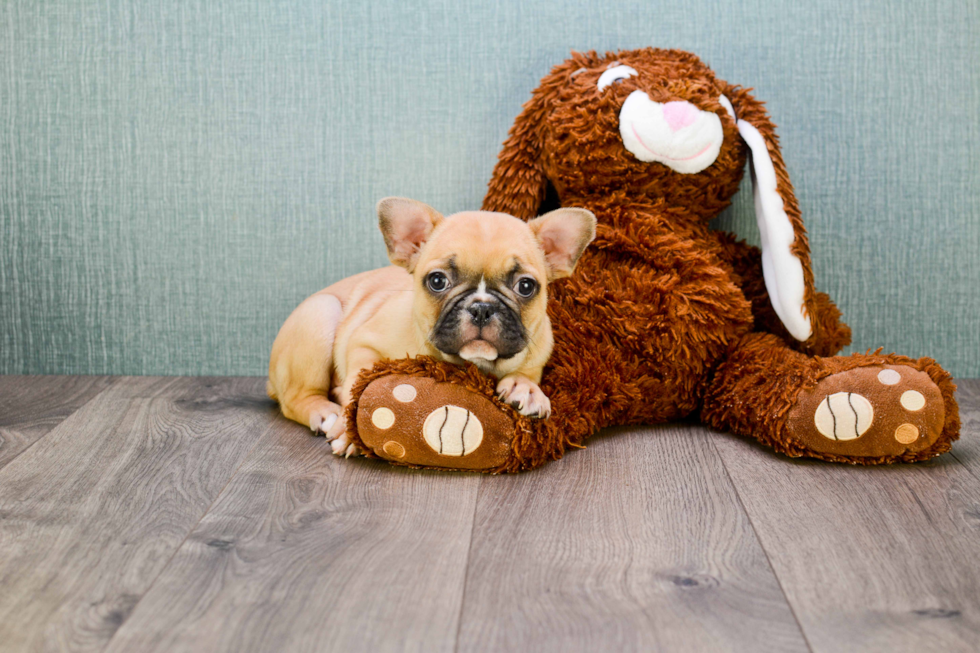 Small French Bulldog Baby