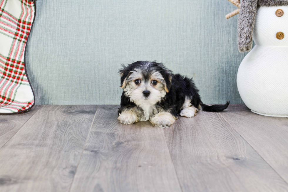 Hypoallergenic Yorkie Designer Puppy
