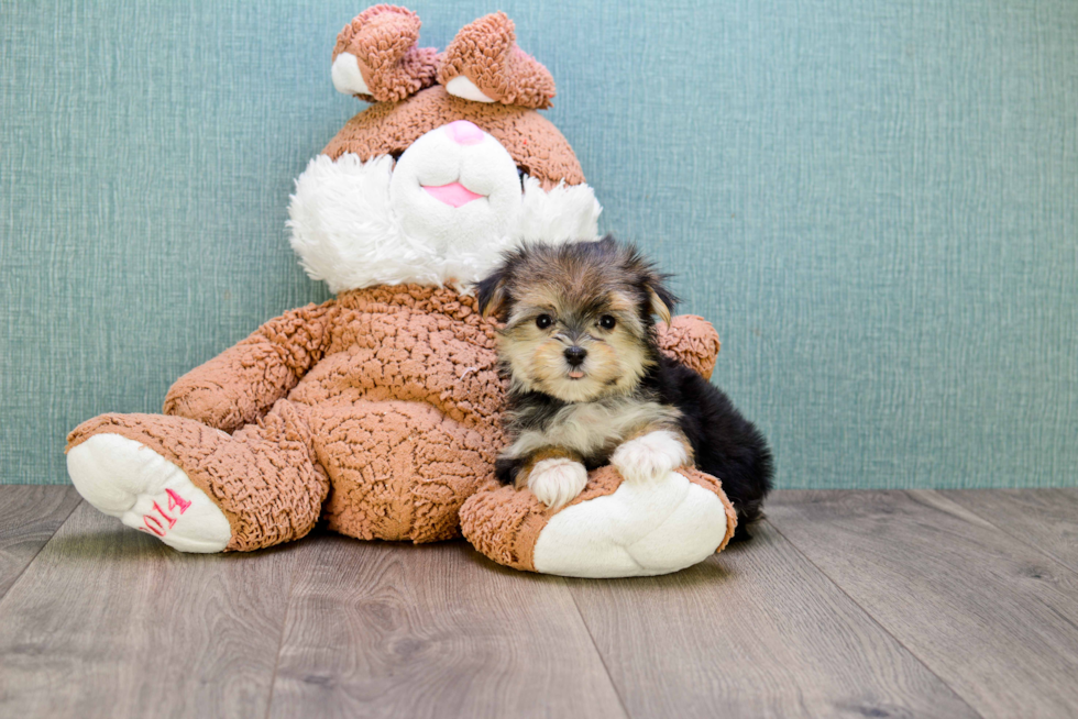 Cute Morkie Baby