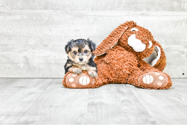 Energetic Yorkie Designer Puppy