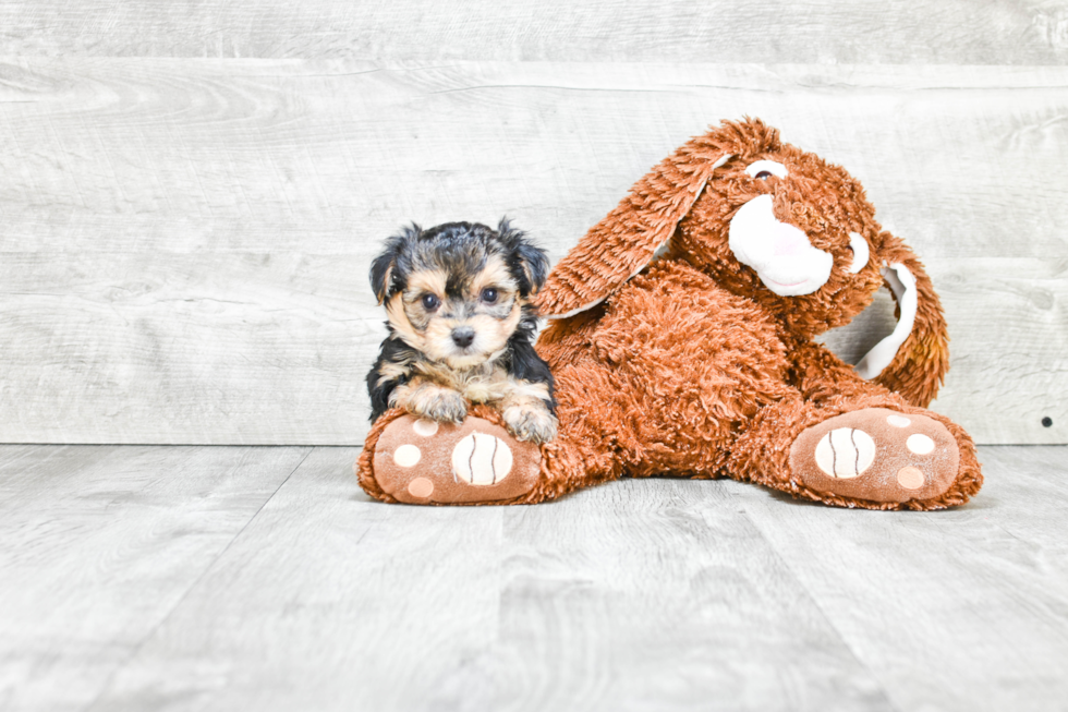 Energetic Yorkie Designer Puppy