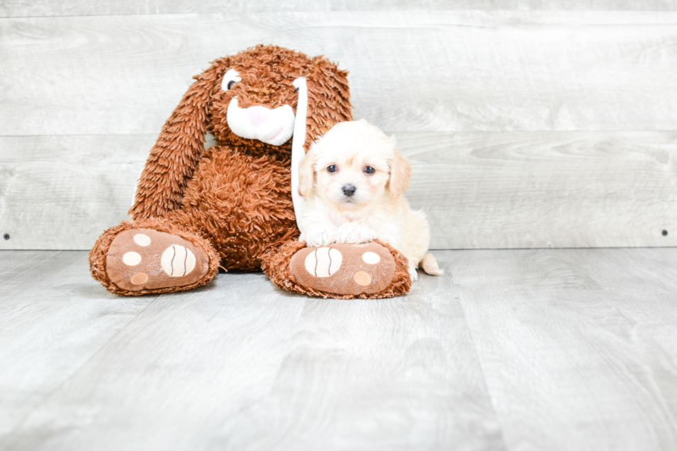 Cavachon Pup Being Cute