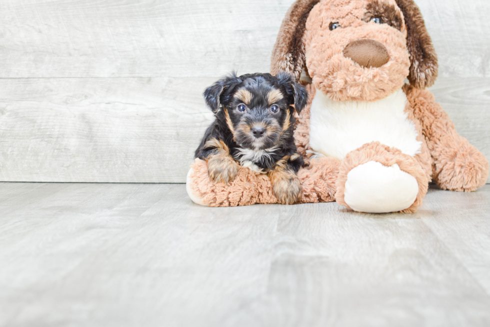 Sweet Yorkie Poo Baby