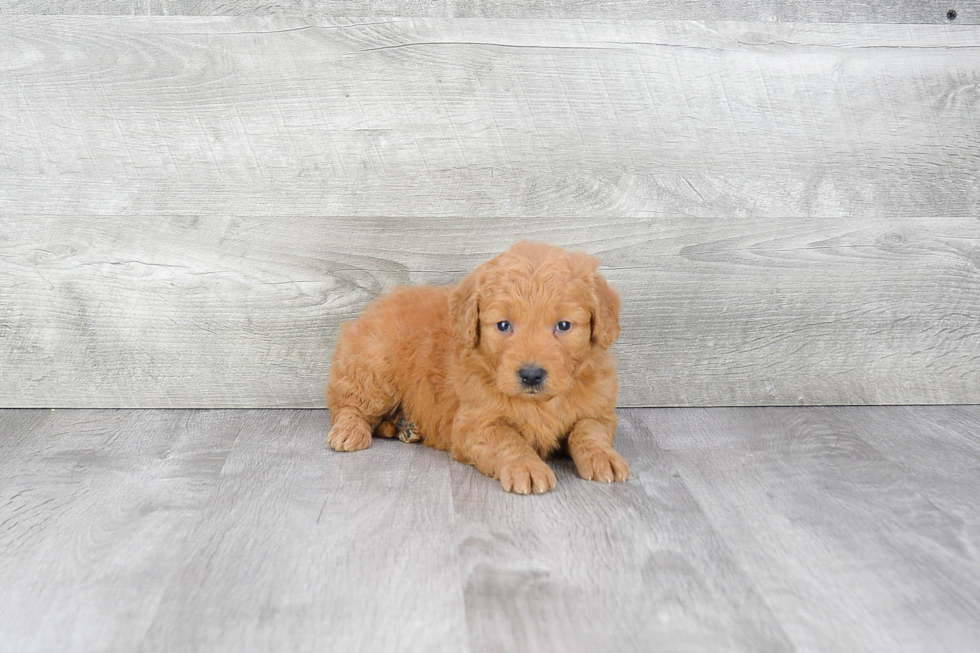 Friendly Mini Goldendoodle Baby